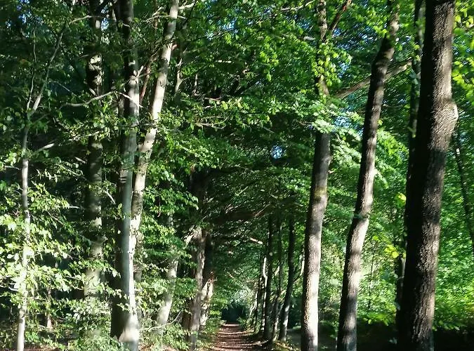 Сasa de vacaciones Casa Foresta - Minimalistisches 1-raum Tiny House Direkt Am Wald